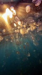 Comb Jellies Sparkle In Sunbeams