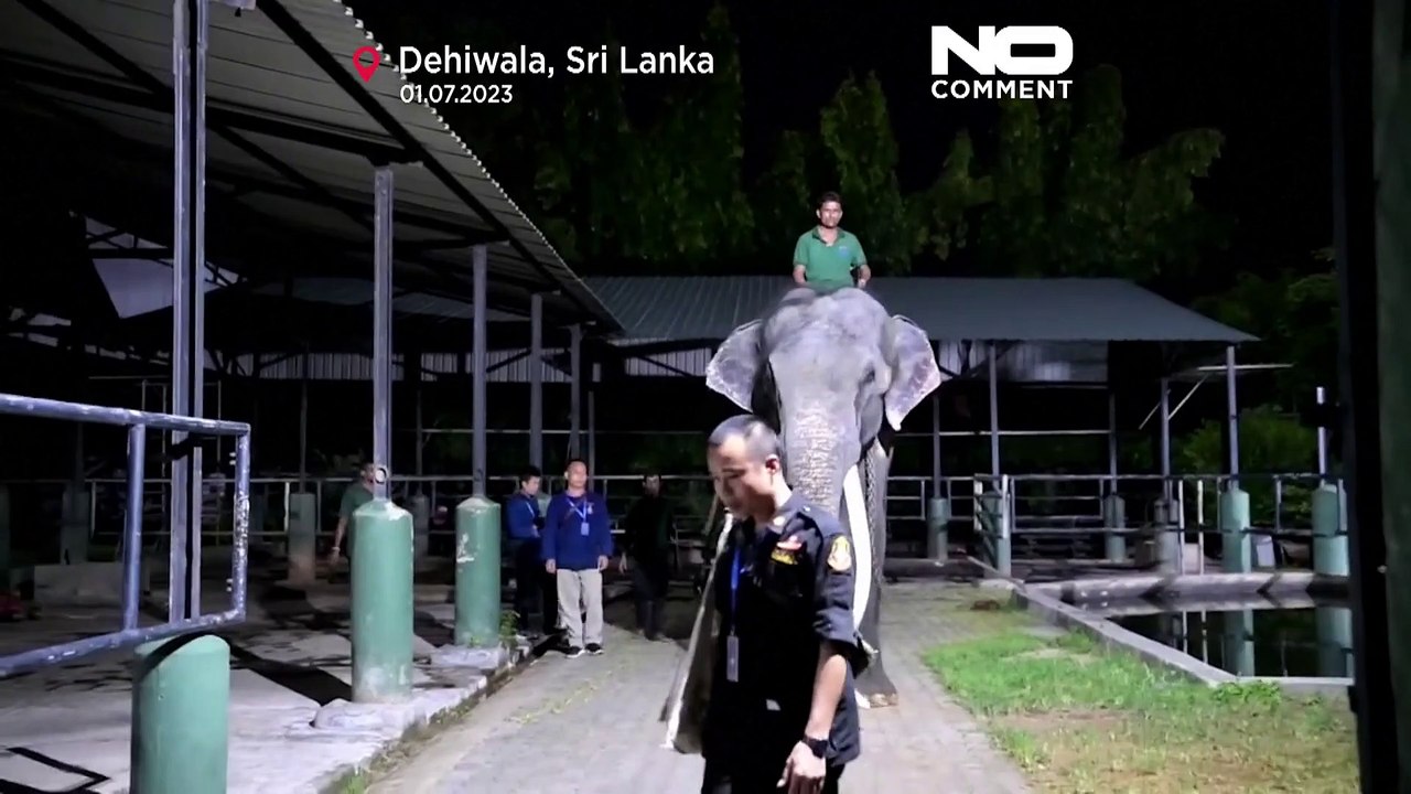 Beschwerde von Aktivisten: Elefant wird zur Behandlung nach Thailand gebracht