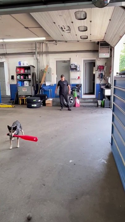Un chiot frappe une balle à l'aine du receveur avec une batte de baseball