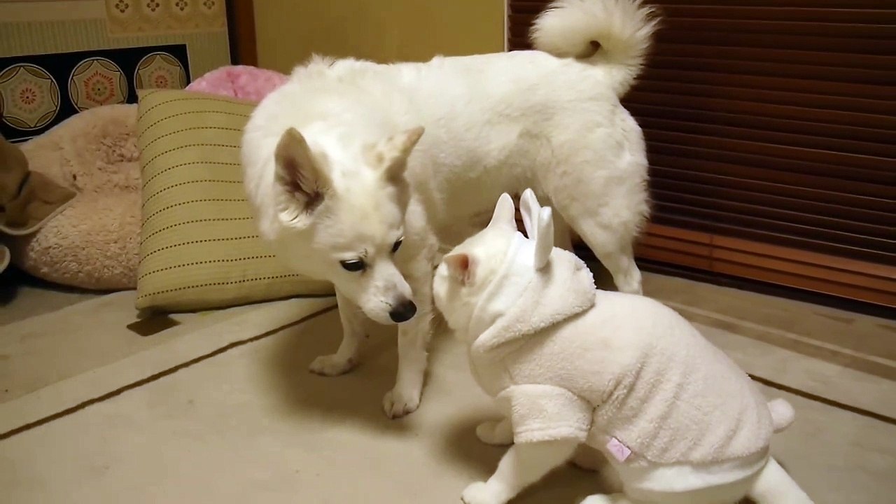 八つ当たりする猫(1080P_HD)