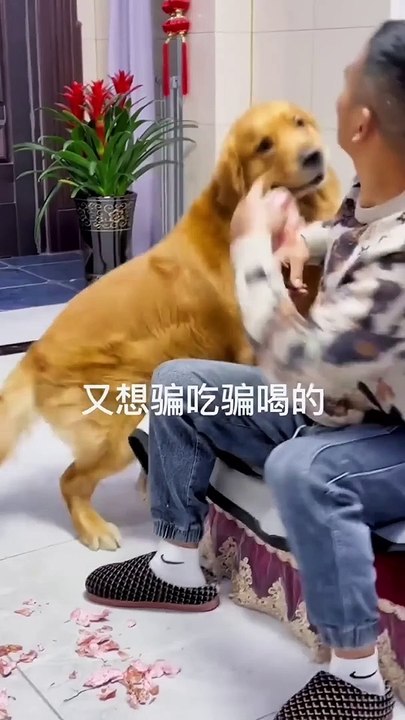 _金毛寻回犬 Golden retriever 奶奶有危险_毛毛都要急哭了❤️ _聪明旺豆豆 _金毛豆豆 _金毛(1080P_HD)