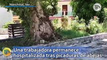 Una trabajadora del Ayuntamiento de Nanchital permanece hospitalizada tras picaduras de abejas