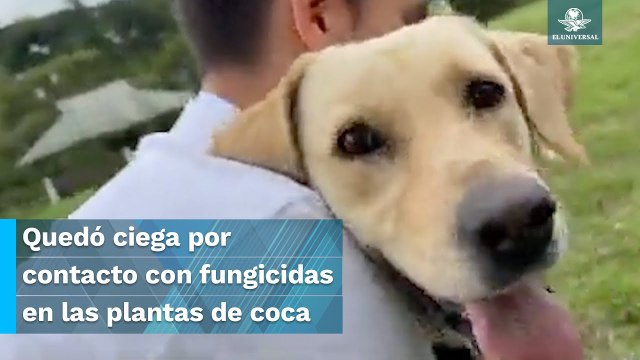 Ada, perrita que perdió la vista por erradicar cultivos de coca ahora es terapeuta infantil