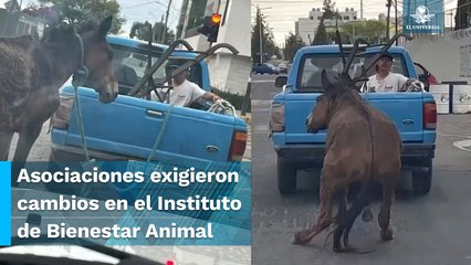 Camioneta arrastra a mula en Puebla; señalan de maltrato animal