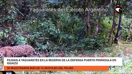 Filman a yaguaretés en la Reserva de la Defensa Puerto Península en Iguazú