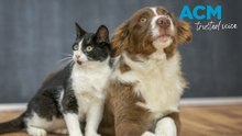 National Desexing Month: Discounts for pet owners