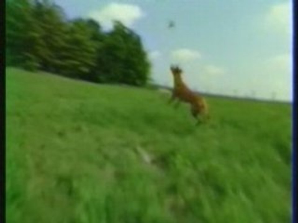 Le Rhodhesian Ridgeback (partie 2)