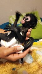 14 nos dio la sorpresa julia con razón traía ascos últimamenteahora se busca padrinos kien kiere ser mi compadre#julia #monkey