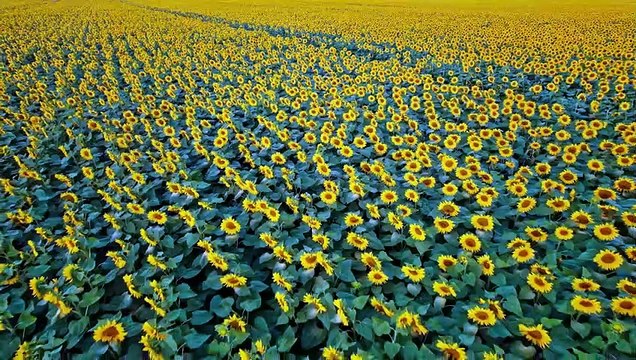 Healing music for the heart and blood vessels Delicate music that calms the nervous system