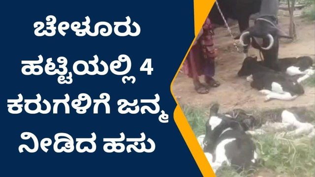 ಒಂದೇ ಬಾರಿಗೆ 4 ಕರುಗಳಿಗೆ ಜನ್ಮನೀಡಿ ಅಚ್ಚರಿ ಮೂಡಿಸಿದ ಹಸು!