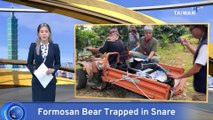 Endangered Formosan Black Bear Rescued From Snare