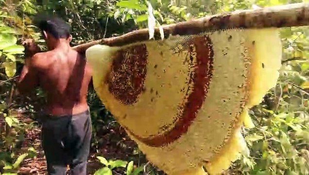 Primitive Technology_ Harvest Beehive and Honey by Brave Bushmen