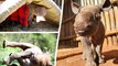 Adorable videos shows orphaned baby rhino going on walks with keepers after being rescued from the wild