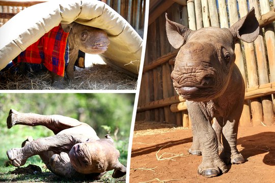 Adorable videos shows orphaned baby rhino going on walks with keepers after being rescued from the wild