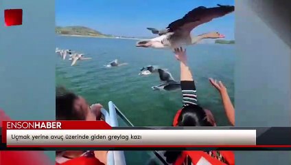 Uçmak yerine avuç üzerinde giden greylag kazı