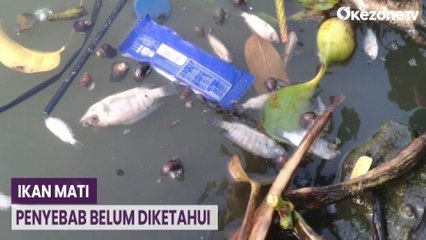 Ratusan Ikan Mati di Situ Rawa Arum Kota Cilegon, Penyebab Masih Simpang-siur