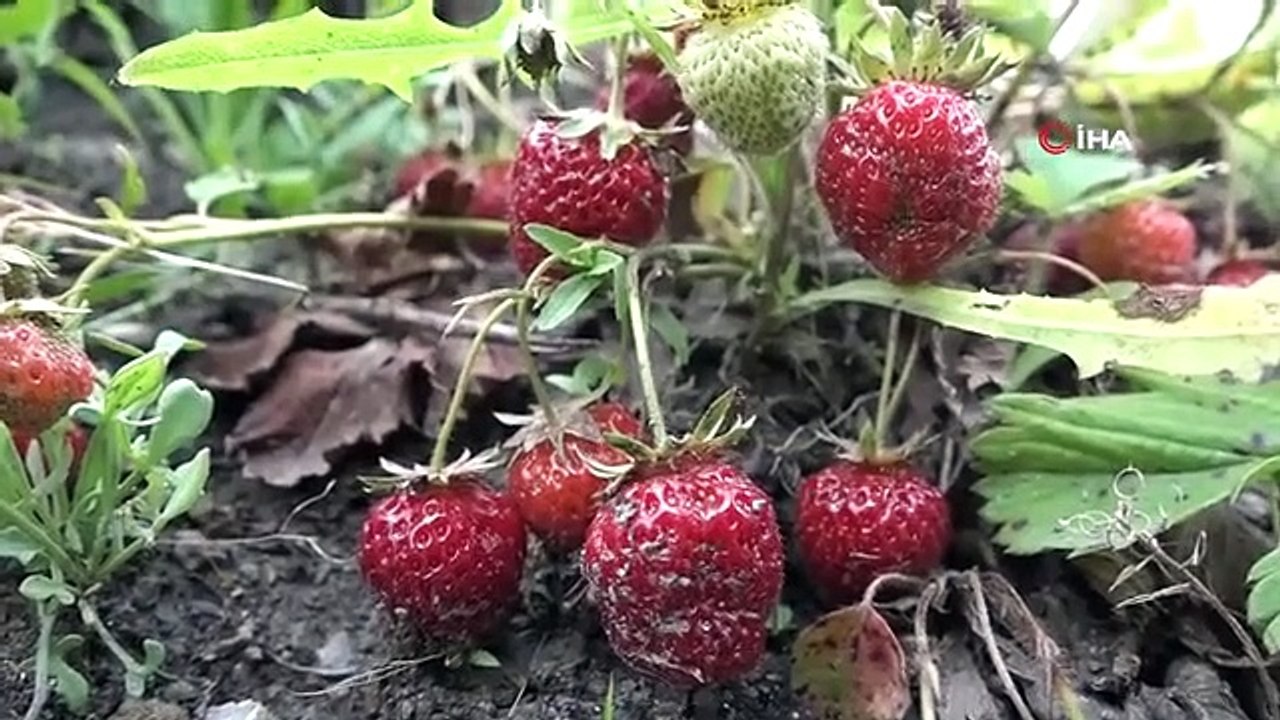Erdbeeren, deren Kosten dieses Jahr nicht gedeckt werden konnten, blieben auf dem Feld