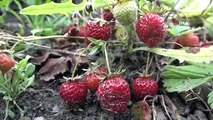 Erdbeeren, deren Kosten dieses Jahr nicht gedeckt werden konnten, blieben auf dem Feld