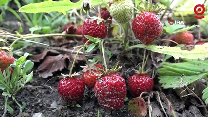 Bursa'da çilek üreticisine şok...Geçen yıl 18 liraydı, bu yıl 5 lira