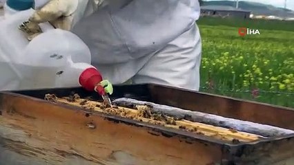 Arıcılar tedirgin; Sağanak yağışlar bal verimini olumsuz etkiliyor