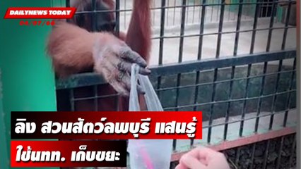 แสนรู้!! ลิงสวนสัตว์ลพบุรี ใช้นทท.เก็บขยะ | DAILYNEWSTODAY เดลินิวส์ 04/07/66