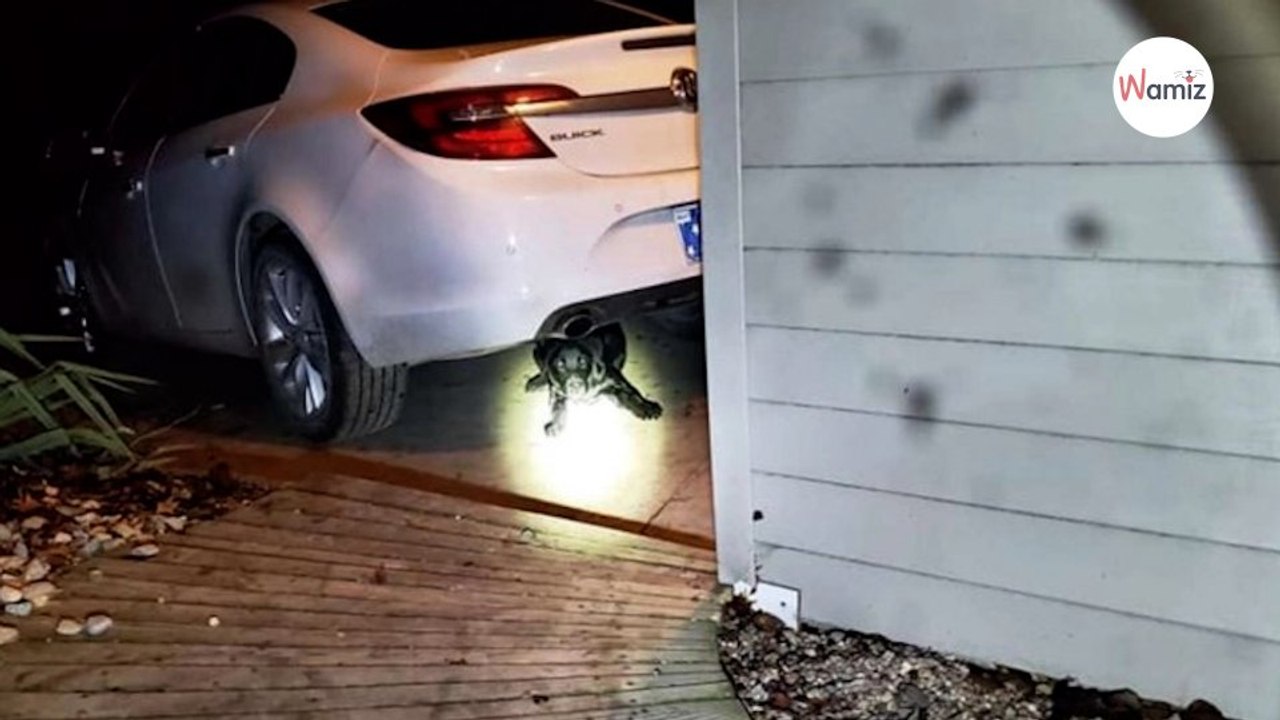 Bruits bizarres au milieu de la nuit  il s’accroupit et lâche sa lampe quand il voit ce qu’il y a sous sa voiture