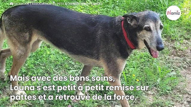 Cette chienne a été enfermée pendant 11 ans dans un refuge de l'enfer qui lui offrira une douce retraite