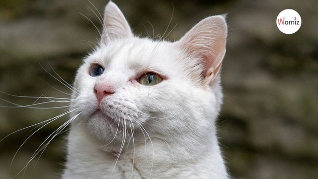Trouvé dans la rue, ce jeune chat aux yeux vairons recherche une famille qui l'acceptera avec ses handicaps