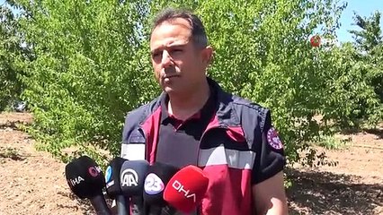 7 bin dekar alanda kiraz hasadı sürüyor