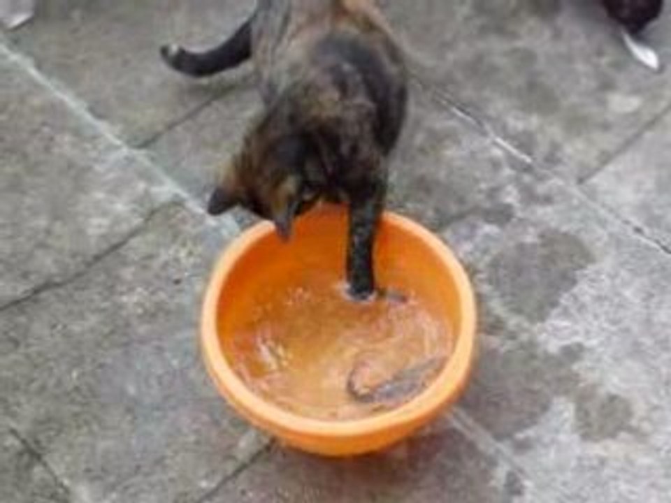 pêche de chats