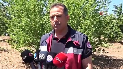 La récolte des cerises se poursuit sur 7 000 décares de terre