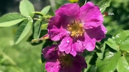 Ağrı'da yeşilin tonları göz kamaştırdı