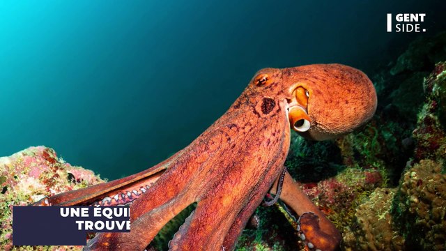 Une nouvelle espèce de vampire des profondeurs découverte en France