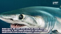 Attaqué par un requin, il se fait sauver la vie par des dauphins