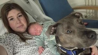 Angleterre : une chienne d'assistance remporte un prix national pour avoir aidé sa maîtresse souffrant d'autisme à accoucher