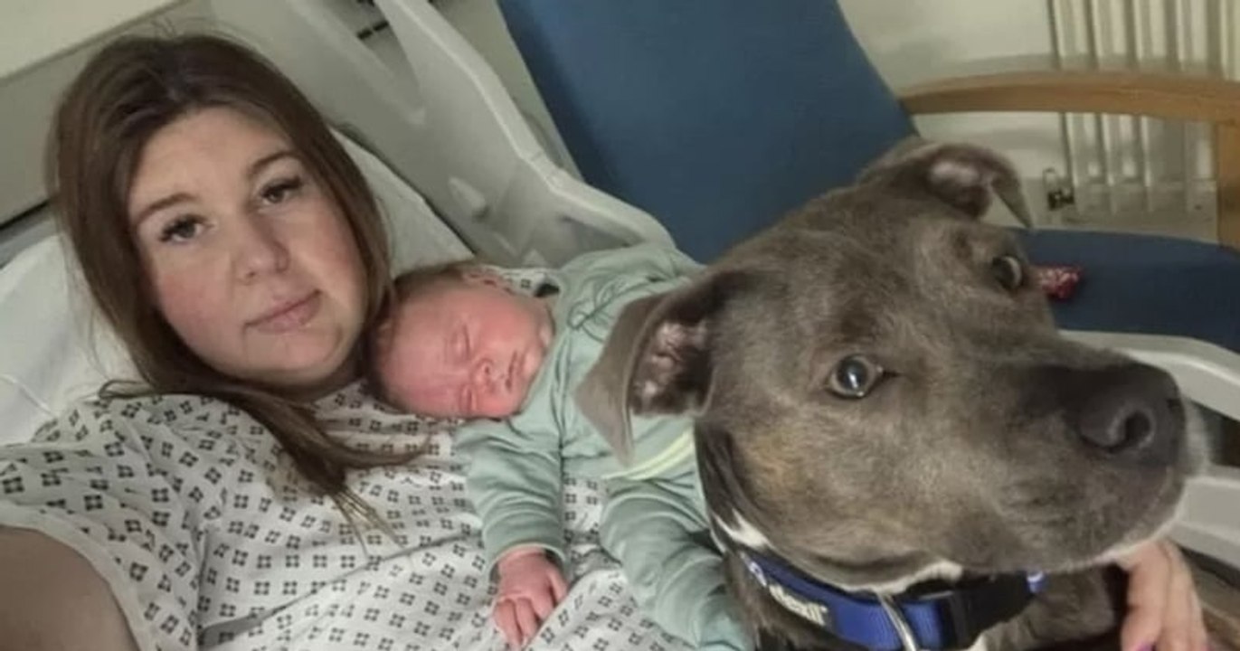 Angleterre : une chienne d'assistance remporte un prix national pour avoir aidé sa maîtresse souffrant d'autisme à accoucher