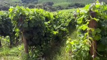 Nei vini di Siddu'ra il racconto di un intero territorio