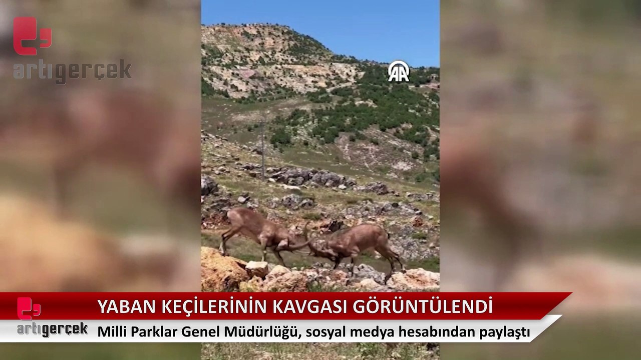 Koruma altındaki yaban keçilerinin kavgası görüntülendi