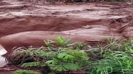 Çin'de Yavru Asya Filleri Çamur Banyosu Yaparken Görüntülendi