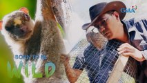 Mindanao Forest Rat and Flying Lemur feed on farmers' crops in Surigao del Norte | Born to be Wild