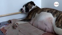 Leur chienne allait mettre bas mais personne ne se doutait de ce qui allait arriver... (Vidéo)