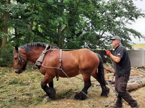 A Rambouillet, la traction animale pour entretenir les espaces verts