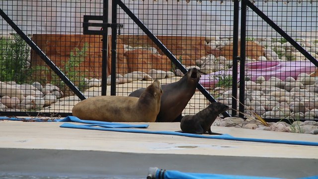 Yorkshire Wildlife Park celebrates birth of first ever sea lion pups