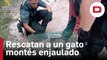 La Guardia Civil rescata a un ejemplar de gato montés atrapado en una jaula en Pinarejo, Cuenca