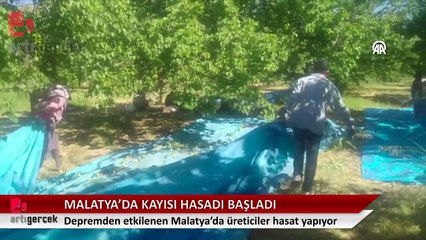 Malatya'da kayısı hasadı başladı