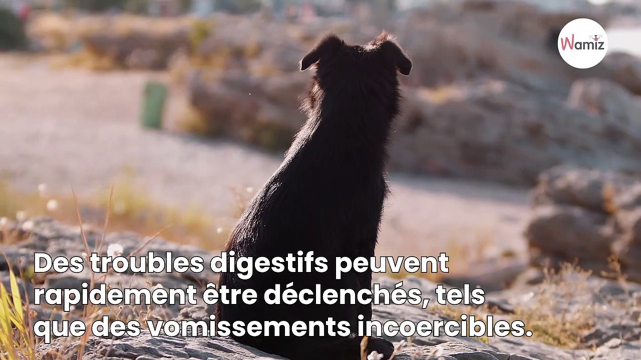 Chien empoisonné  la vétérinaire Hélène Gateau explique les premiers symptômes et les réflexes à avoir