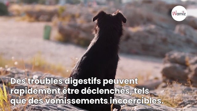 Chien empoisonné la vétérinaire Hélène Gateau explique les premiers symptômes et les réflexes à avoir