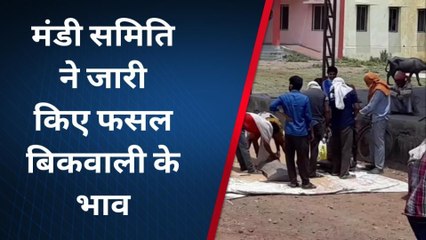 सोहागपुर : मंडी समिति ने जारी किए फसल बिकवाली के भाव, गेहूं और मूंग की हुई आवक