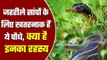 Snake से बचने के लिए घरों में ये Plants लगाएंगे, तो आसपास भी नहीं आएंगे जहरीले सांप | वनइंडिया हिंदी