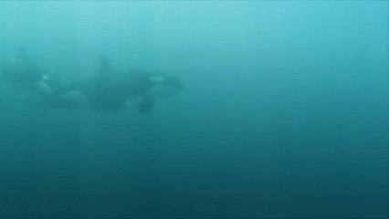 L'apparition de lésions cutanées chez les orques peut être le signe d'une infection grave